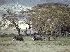 African Elephants, Tanzania, Africa